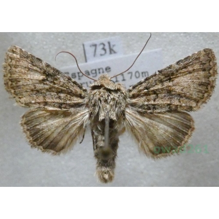 Recoropha canteneri (Duponchel, 1833) Spain73k